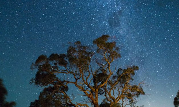 The Oldest Trees on Earth and the Stories They Tell