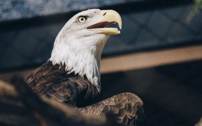 Eagles Across United States Shocked at What They Now Stand For