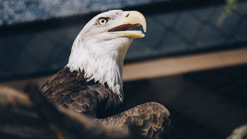 Eagles Across United States Shocked at What They Now Stand For